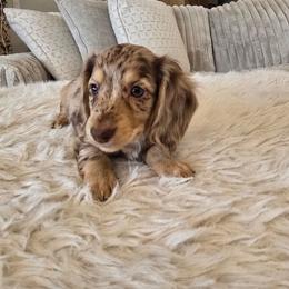 Teddy - Dapple male Dachshund puppy in Price, Utah from Stone Kennels