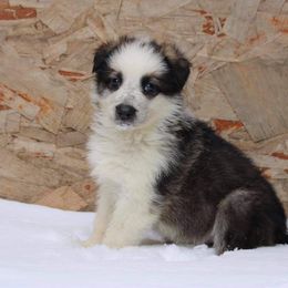 German Shepherd Puppies from Scenic Creek German Shepherds