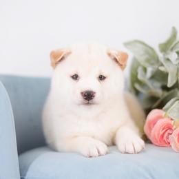 Asuna - Cream Girl - Cream female Shiba Inu puppy in Neosho, Missouri from Sunny Terrace Shibas