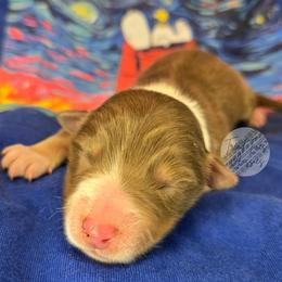 Charlie - Red tri-color male Australian Shepherd puppy in Yoder, Colorado from Tréad Tines Aussies
