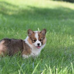 Pembroke Welsh Corgi Puppies from Willow Creek Corgis
