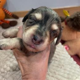Ruthie - Dapple female Dachshund puppy in Bullard, Texas from Mimidachs of Texas