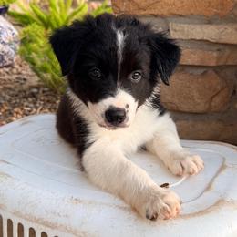 Boy 2 - male Border Collie puppy in Harlingen, Texas from KAR3 Farms