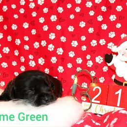 Lime Green - Black female Labrador Retriever puppy in Parma, Idaho from Campbell Valley Labradors