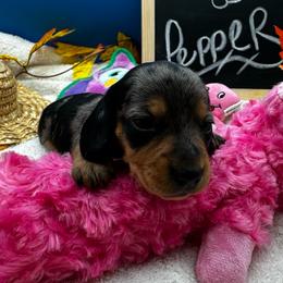 Girl 3 - Dapple female Dachshund puppy in Oscoda, Michigan from Northland Dachshunds