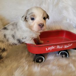 Australian Shepherd Puppies from Red Wagon Aussies