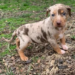 Girl 3 - Red merle female Catahoula Leopard Dog puppy in Gadsden, Alabama from Rich Cat’s