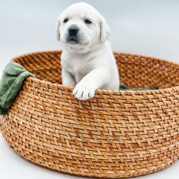 Boy -5 th pick - Yellow Labrador Retriever puppy in Mt. Vernon, Texas from Bohlken Labradors