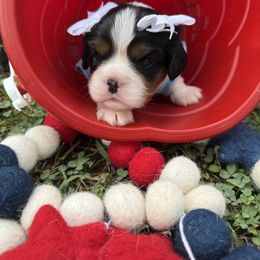 Cavalier King Charles Spaniel Puppies from Reynolds Farms Cavaliers