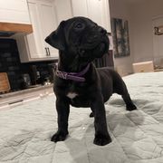 Purple - Perro de Presa Canario puppy from Space City Presas