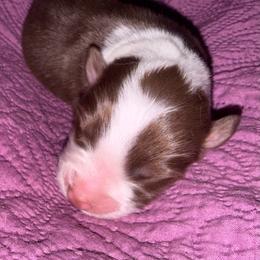 Ruffles - Red tri-color male Australian Shepherd puppy in Laurel, Mississippi from Reeves Australian Shepherds