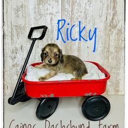 Ricky - Brindle male Dachshund puppy in Cincinnati, Ohio from Caines Dachshund Farm