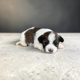Gracie - Fawn sable female Havanese puppy in Bowling Green, Kentucky from Denise Clark
