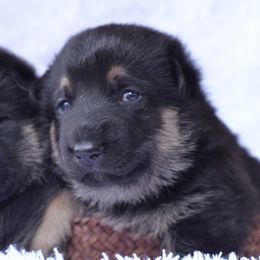 German Shepherd Puppies from VST German Shepherds