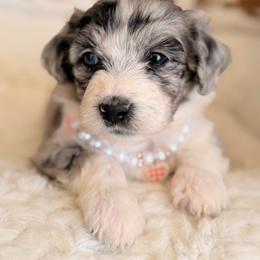 Marble - Blue merle female Aussiedoodle puppy in Dickerson, Maryland from Pawsome Aussie Doodles and Oodles