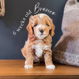 Bronco - Apricot male Goldendoodle puppy in Garden Grove, California from Sunkissed Doodles
