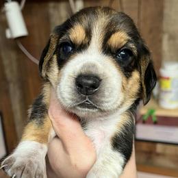Brown Collar - Black tan and bluetick male Beagle puppy in Jasper, Texas from Beech Grove Beagles