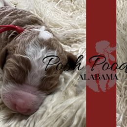 Boy 4 - Poodle puppy in Oxford, Alabama from Posh Poodles Alabama