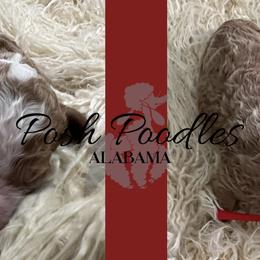 Boy 4 - Poodle puppy in Oxford, Alabama from Posh Poodles Alabama