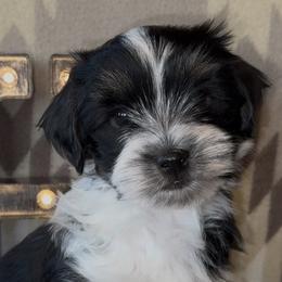 Stetson -AKC - Black and white male Havanese puppy in Verden, Oklahoma from Holcombs Puppy Ranch