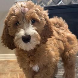 Dandelion - Apricot female Poodle puppy in Midlothian, Texas from Pristine Puppies & Signature Studs
