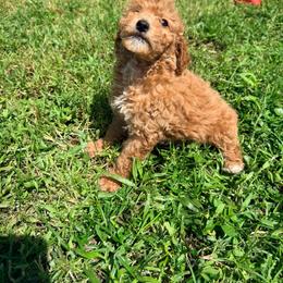 Chloe - Apricot female Goldendoodle puppy in Cocoa, Florida from The Beach Doodles