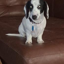 NovaLee - Piebald female Dachshund puppy in Paducah, Kentucky from D'S  Doxies