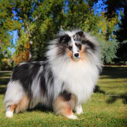 River - Shetland Sheepdog