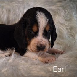 Earl - Mahogany and white male Basset Hound puppy in Mack's Creek, Missouri from Mack's Creek Basset Hounds