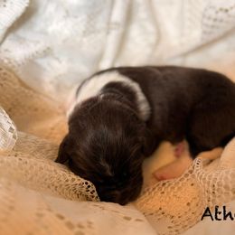 Athena - White and brown female Newfoundland puppy in Goodhue, Minnesota from Claypits Newfoundlands