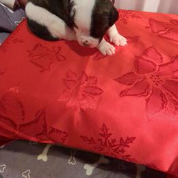 Boy 5 - White and black male American Bulldog puppy in La Porte, Indiana from Slayton's American Bulldogs