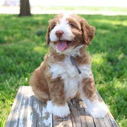 Blue Collar Boy - Parti male Goldendoodle puppy in Hobbs, New Mexico from Goldie Locks Golden Retrievers & Doodles