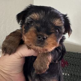 Girl 2 - Loretta-green collar - Black and tan female Yorkshire Terrier puppy in Rathdrum, Idaho from CDA Heavenly Yorkies