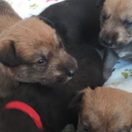 Berger Picard Puppies from Touche Rose