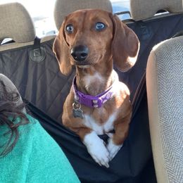 Miley - Dachshund