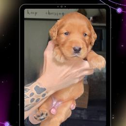 Orange Collar - Venus - Yellow female Labrador Retriever puppy in Sumerduck, Virginia from Cedar Mountain Retrievers