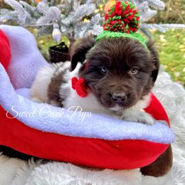 Kevin - White and brown male Newfoundland puppy in Cambridge, Ohio from Sweet Creek Pups