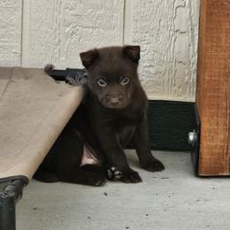 Blue Puppy - Red male Australian Kelpie puppy in White City, Oregon from Walkabout Australian Kelpies and Rat Terriers