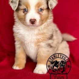 Girl 3 - Miniature Australian Shepherd puppy in Buchanan, Georgia from Stanleyville Farm Mini Aussies