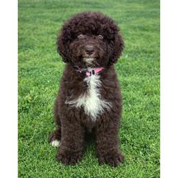 Chocolate - Brown female Poodle puppy in Los Angeles, California from Exquisite Doodles