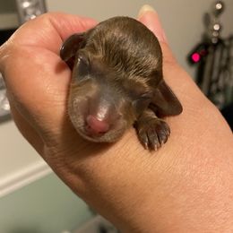 Dachshund Puppies from Bella’s Puppies