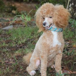 Doogie - Apricot male Poodle puppy in Arkansas from Brew House