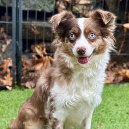 Willow - Miniature Australian Shepherd