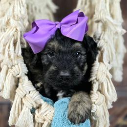 Cobbler - Black female Goldendoodle puppy in Springfield, Oregon from Oregon's Oodles of poodles & doodles