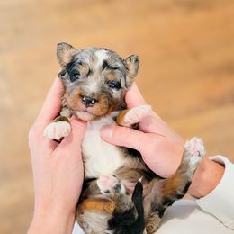 Aussiedoodle and Australian Shepherd Puppies from Western Doodles Utah