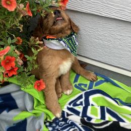 Goldendoodle and Poodle Puppies from South Sound Doodles