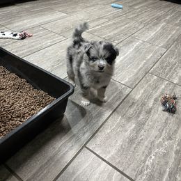 Pomsky Puppies from Michelle's Pomskies