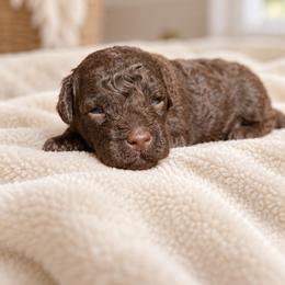 Albert - Chocolate male Goldendoodle puppy in Millville, California from Hope Lane Kennels