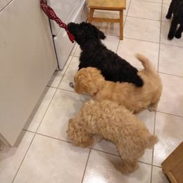 Poodle Puppies from Deborah Busch Poodles