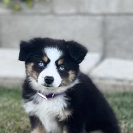 Lola - Toy Australian Shepherd